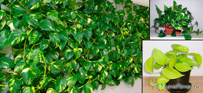 Уход за эпиремнумом и его размножение