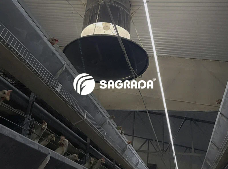 Содержание кур на птицефабрике