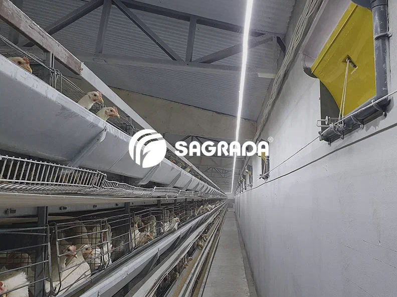 Содержание кур на птицефабрике