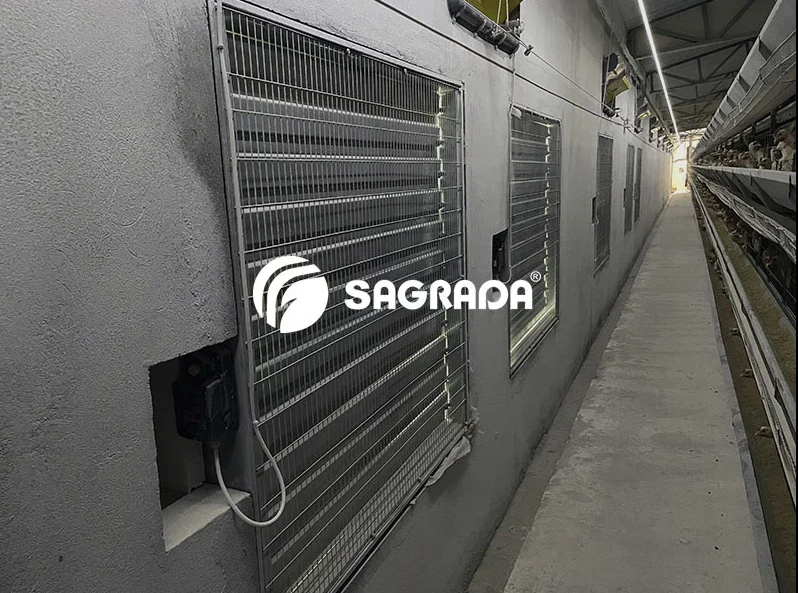 Содержание кур на птицефабрике