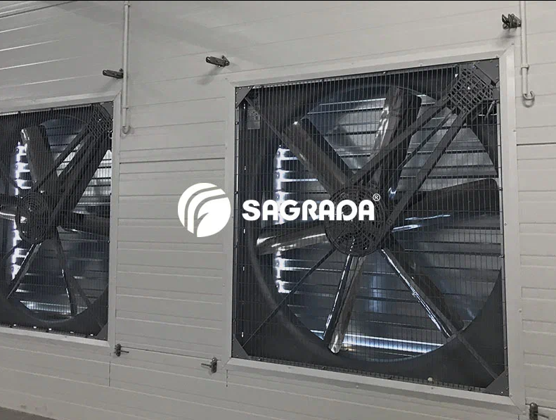 Содержание кур на птицефабрике