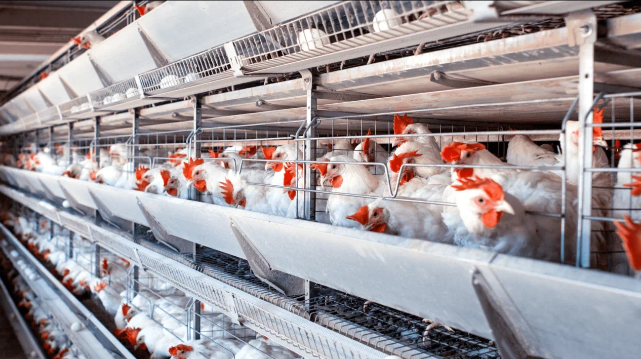 Содержание кур на птицефабрике