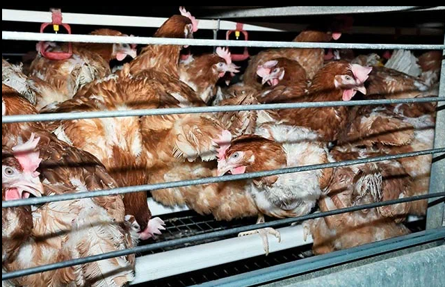 Содержание кур на птицефабрике