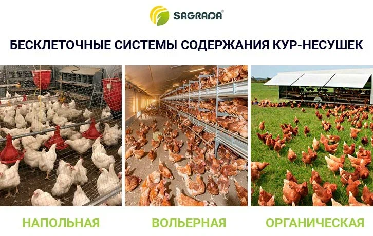 Содержание кур на птицефабрике