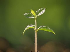 Минеральные удобрения — залог высокой урожайности и качества продукции