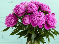 Красноярский салон цветов создал «антистресс-букет» — с мятой, эвкалиптом и пионами