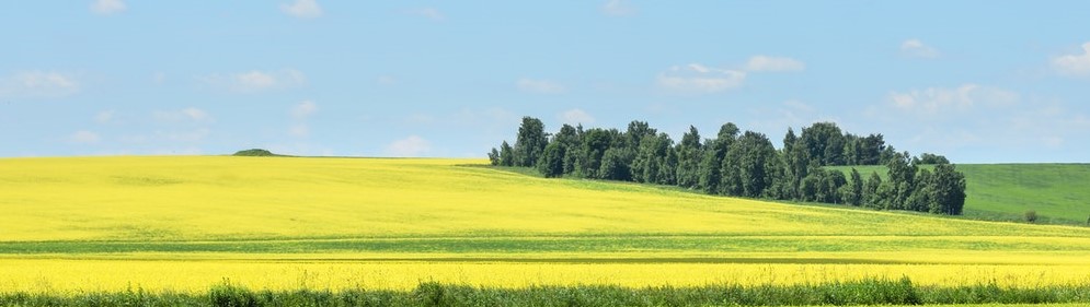 Предшественники и биологические особенности рапса ярового