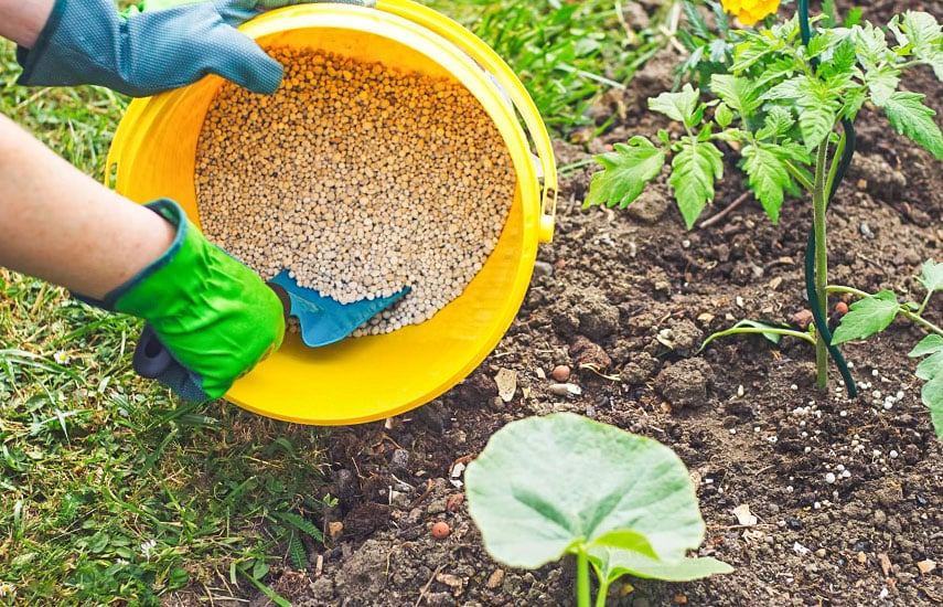 Удобрения для овощей: виды, особенности состава, правильность внесения