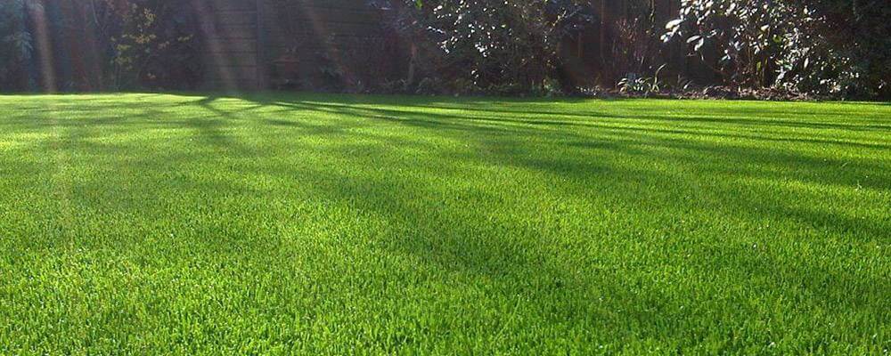 Газонная трава: выбор, посадка и уход