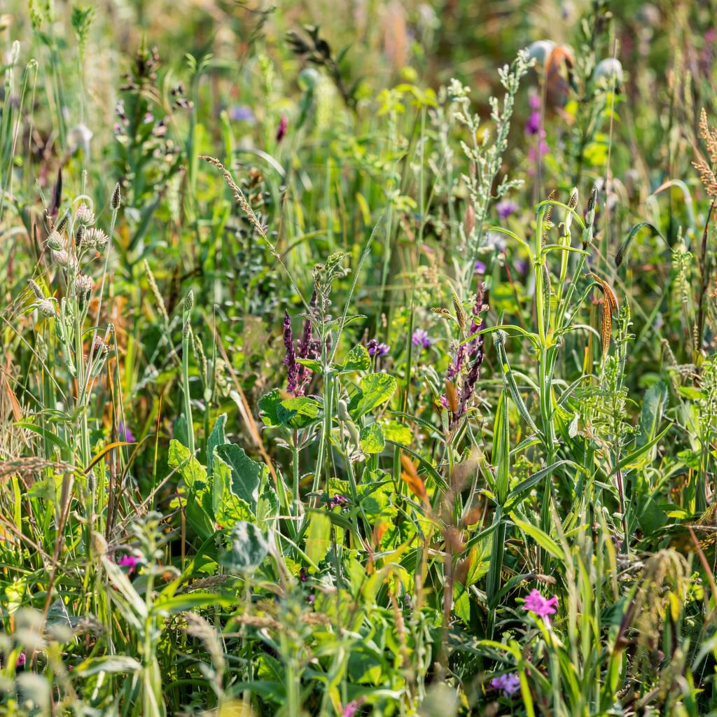 Обработка гербицидами: эффективный метод борьбы с сорняками