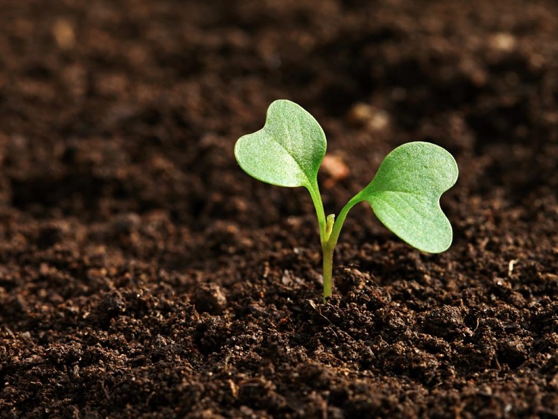 Как выбрать плодородный грунт с доставкой, чтобы получить максимум выгоды