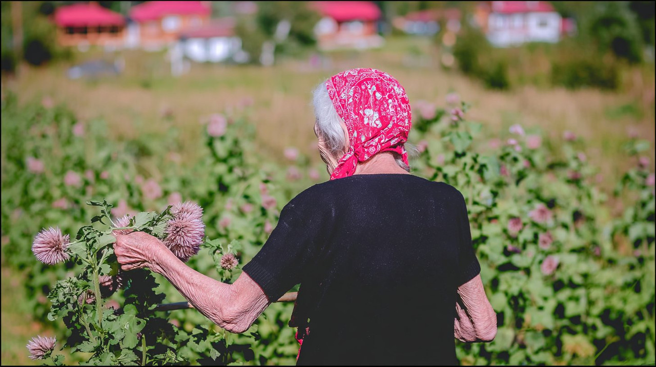 Огород как лекарство: выращивание полезных растений (опыт хосписа Симферополь)