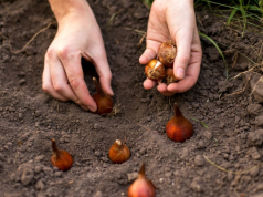 Покупка семян оптом: почему это выгодно