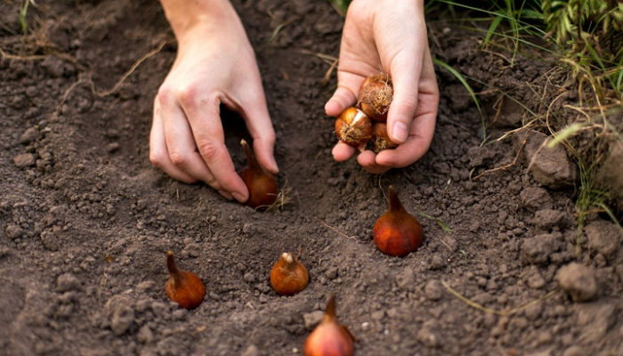 Покупка семян оптом: почему это выгодно