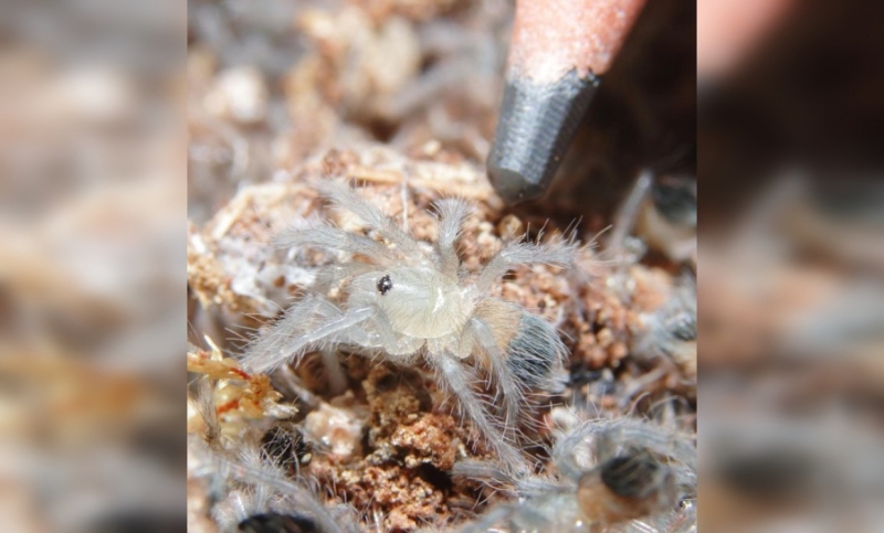 Беби бум: Козлятки и паучата родились в Ленинградском зоопарке