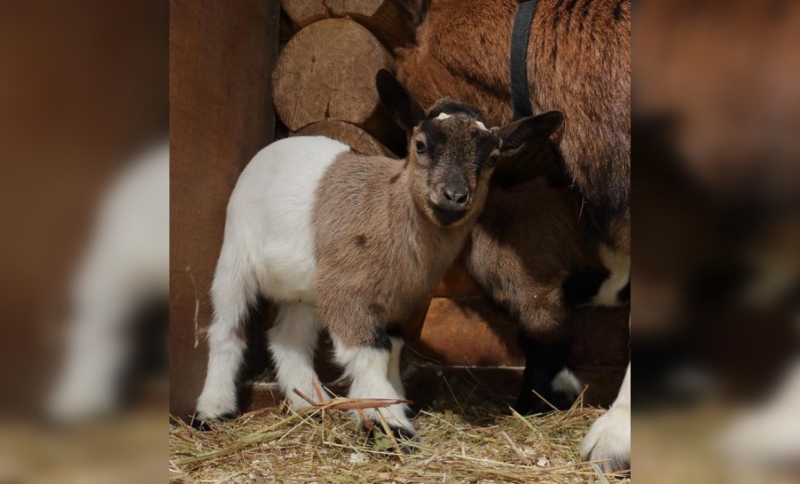 Беби бум: Козлятки и паучата родились в Ленинградском зоопарке