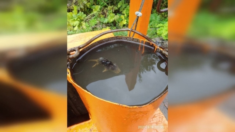 Мертвые крысы останутся плавать в грязном колодце в Жешарте