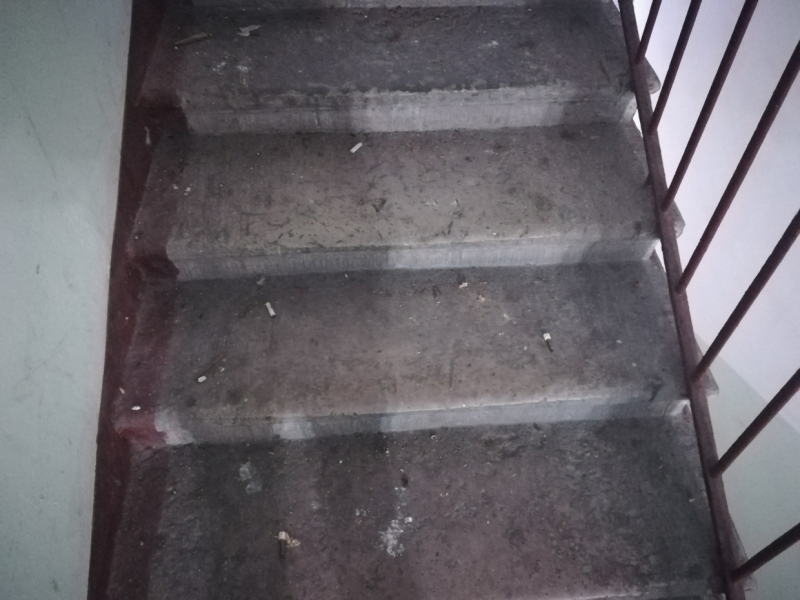 Жилкомсервис пообещал избавить двор дома на Литейном от крыс